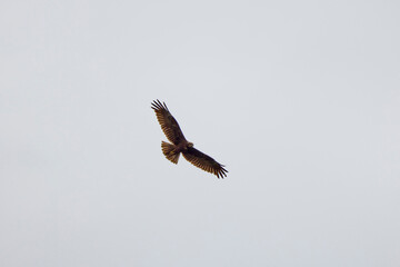 an eagle flying in the sky with open wings