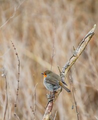 a bird perched on a branch next to dry grass and branches