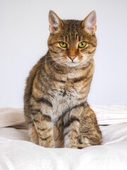Vertical closeup of a beautiful striped tabby cat looking into the camera with serpentine green eyes