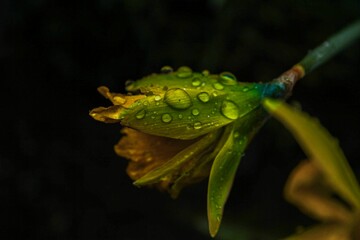 Closeup shot of the flower bud with rain drops on it on the blurred background