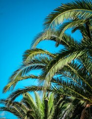Vertical shot of the green leaves of the palm trees against the clear sunny blue sky