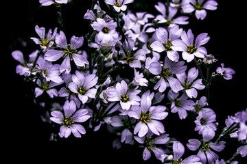 Closeup shot of the delicate Aubrieta flower on the dark background