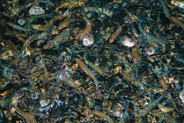 Group of small fish swimming in a small water pond in the clear transparent waters