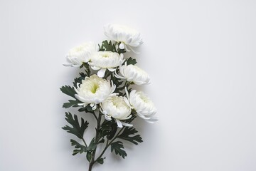 branch of white chrysanthemum flowers on a white background