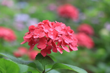 アジサイ（福岡筥崎宮あじさい苑）