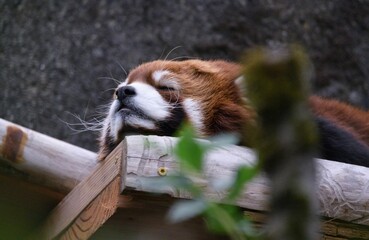 Closeup of a cute sleeping red panda lying on a wooden surface