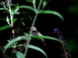 Selective focus of the ruby-throated hummingbird (Archilochus colubris) flying through the plants