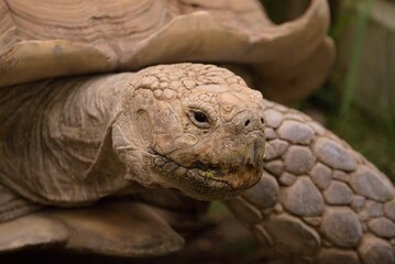 Closeup shot of a beige tortoise.