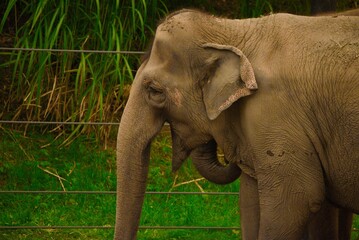 Fototapeta premium Indian elephant in the wild.