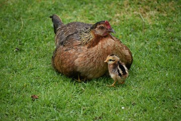 Mother chicken with its chick on the grass.