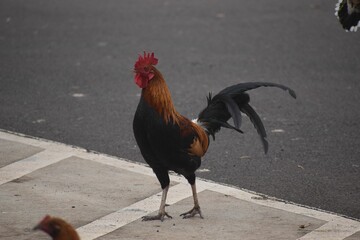 Rooster standing on an asphalt road outdoors