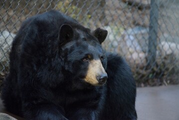 Closeup of a black bear in a zoo