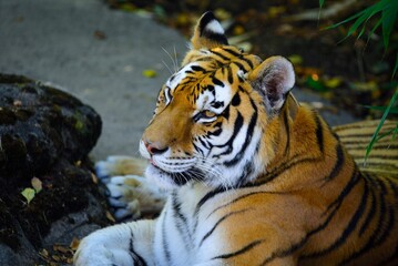Closeup of a tiger laying on the ground