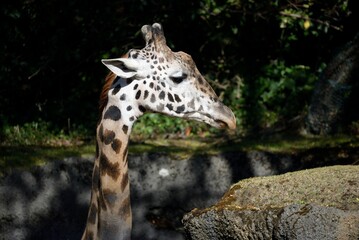 Closeup shot of a spotted giraffe eating from a tree branch