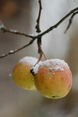 Closeup of an apple on a branch in a winter garden