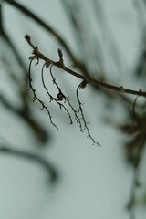 Closeup of a dry branch