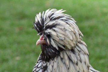 Portrait of a Polish chicken on a green farmland