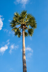 Obraz premium Tall Toddy Palm or Palmyra palm or Sugar Palm against tropical blue sky in Phuket, Thailand, vertical