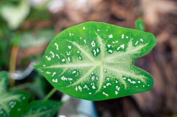 close up of aesthetic green leaves, macro