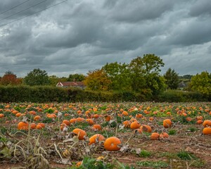 Field with freshly harvested pumpkins