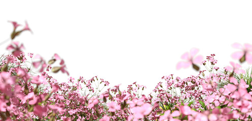 Pink flowers blooming fields isolate on transparent backgrounds 3d rendering png
