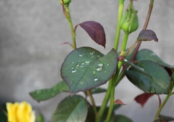 Close-up shot of wet rose buds growing in the garden