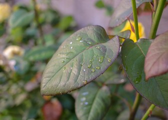 Close-up shot of wet rose leaves growing in the garden