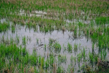 Closeup of swamp with growing grass