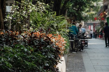Close-up shot of plants in the park with the people walking in the background