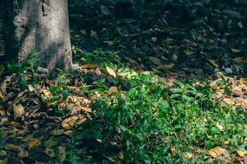 Green plants in the park under the tree on a sunny autumn day