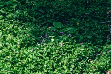 Top view of mint plants in a garden on a sunny day