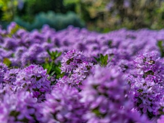 Closeup shot of blooming purple flowers