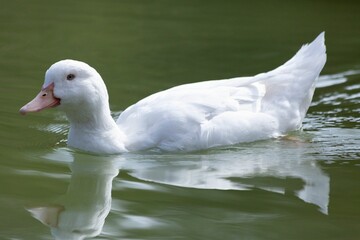 Close-up view of an American Pekin swimming in the water