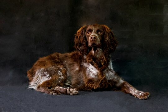 Closeup shot of a beautiful Boykin Spaniel