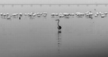 Gray heron standing in water
