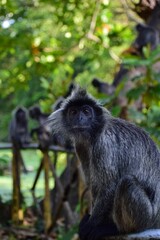 Vertical shot of a black Macaque Monkey sitting and its family on Bridge in background