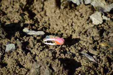 Closeup shot of a Crab in its home in the mud