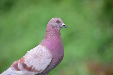 Closeup of a beautiful Pigeon sitting against blur background