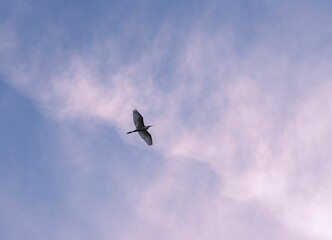 Heron during flight in blue sky