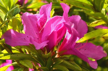 Obraz premium Closeup shot of the pink flower in the garden