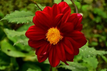 Closeup shot of the red flower in the garden