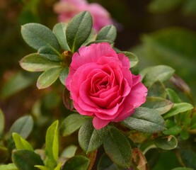 Closeup shot of the pink rose in the garden