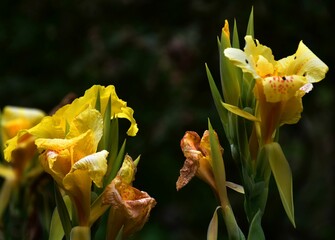 Closeup shot of the yellow spring flowers in bloom