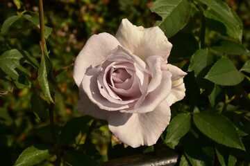 Closeup shot of the pink rose in the garden