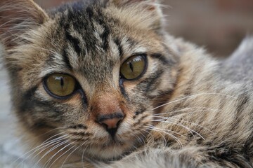 Close-up of a tabby cat (felis catus) staring into the camera with piercing green eyes