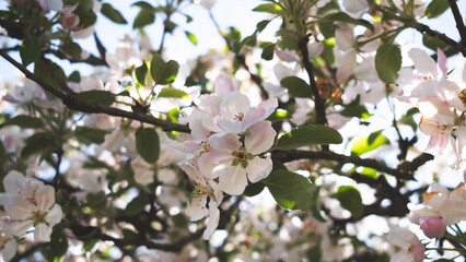 Apple tree branch with flowers