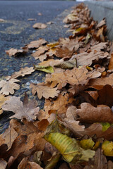 Autumn Leaves Floor on gray pavement with peeling paint texture