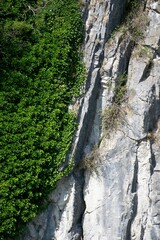 Huge rock covered with greenery