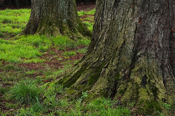 A moss-covered tree trunk stands tall amidst the lush greenery of the woods