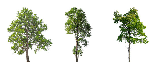 Big trees collections isolated on transparent backgrounds 3d rendering